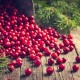 Nikmati Manfaat dan Enaknya Cranberry Selain Dijadikan Jus
